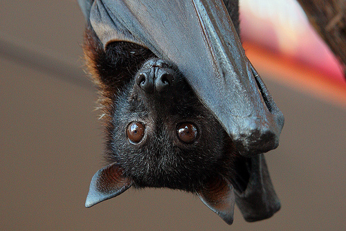 Batman begins