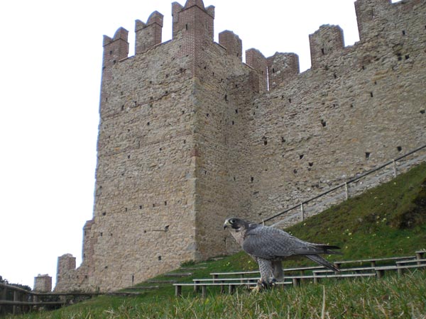 La Giostra del Girofalco