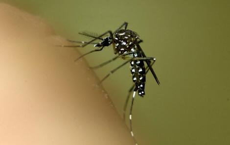 A Bassano un caso sospetto di Dengue