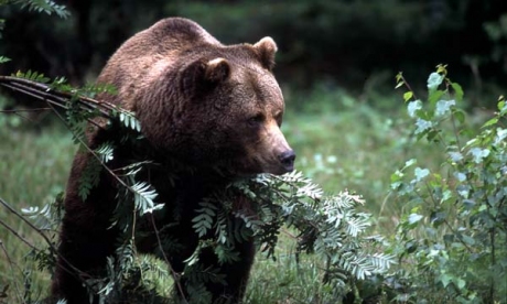 “L'orso Dino ucciso e mangiato”. Resta il dubbio: notizia o bufala?