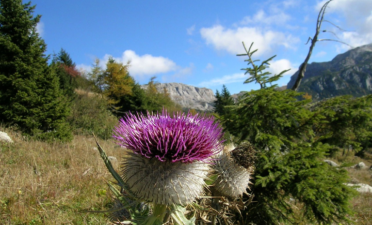 I bassanesi e la montagna