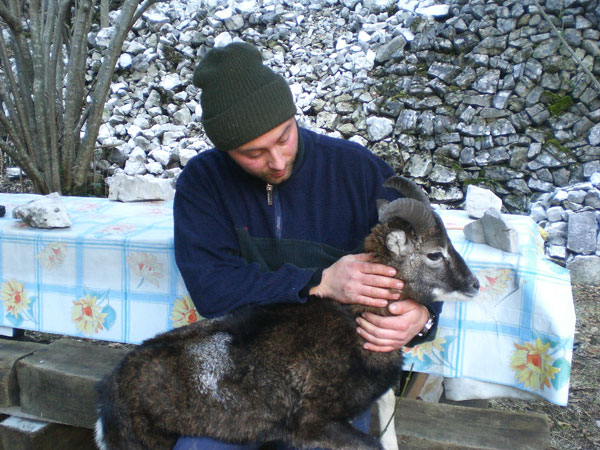 Valbrenta, salvato un muflone
