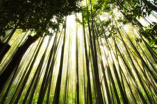 Giappone - Japon - Japan  - Nihon - Nippon