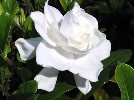 Una gardenia per la  sclerosi multipla