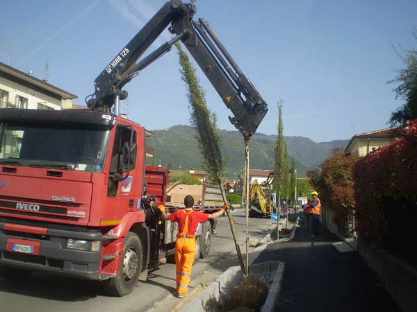 Tornano gli alberi in viale Montegrappa