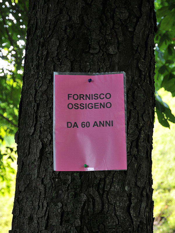 “Requiem” per gli alberi di salita Santa Caterina