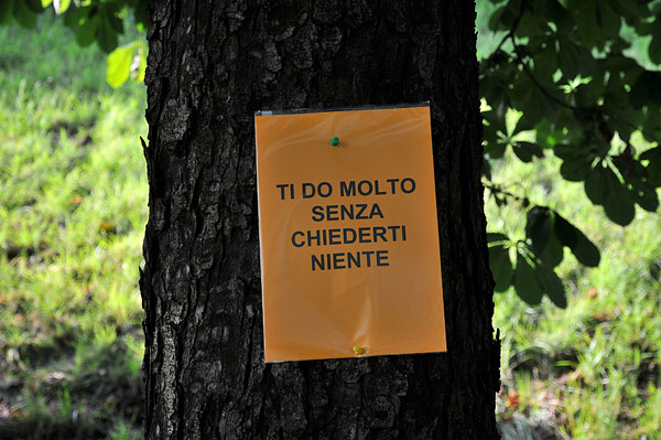 Via Santa Caterina, appello per gli alberi