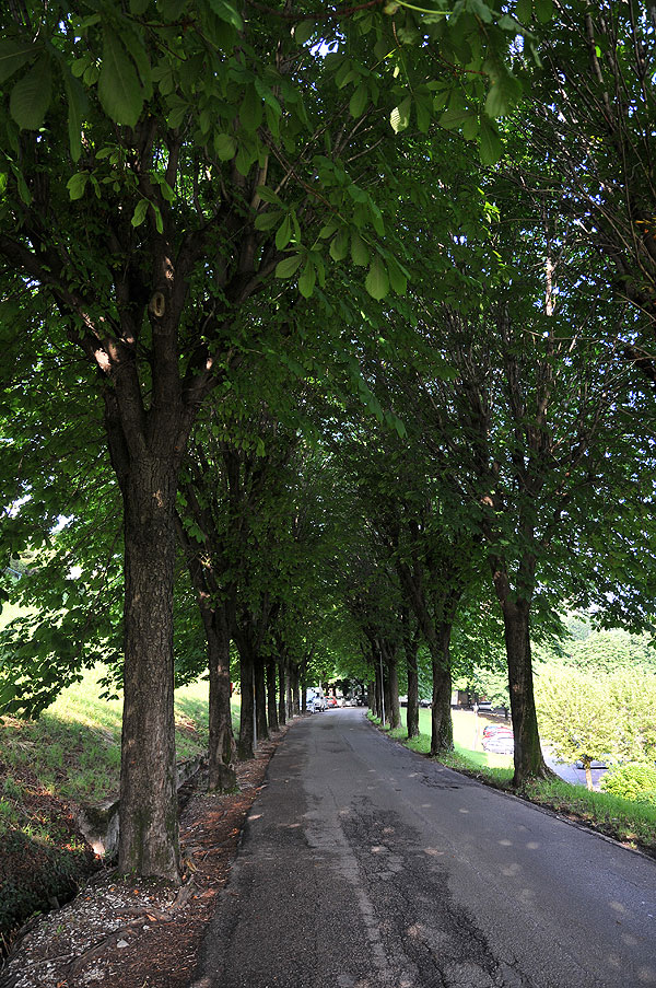 “Requiem” per gli alberi di salita Santa Caterina