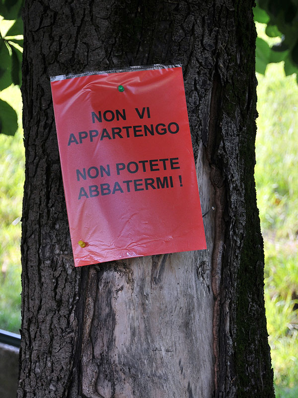 “Requiem” per gli alberi di salita Santa Caterina
