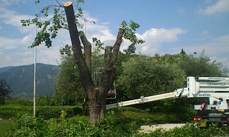 Bye-bye, gelso bianco