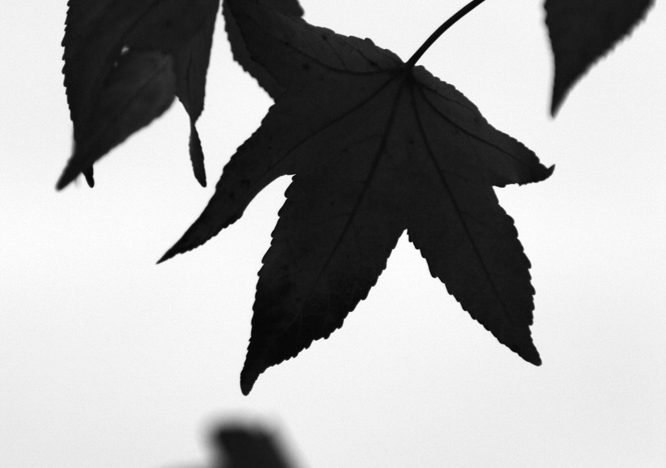 Le Aure di Proust