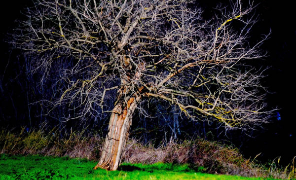 A Sonia Rossi il primo premio di “Arbor Poetica”