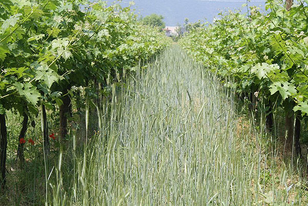 Vingeto inerbito