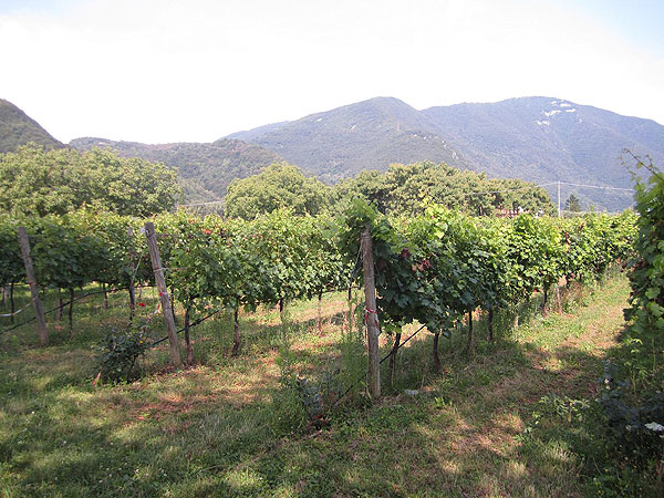 Filari