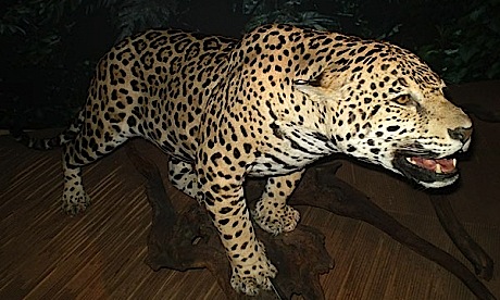 “Biodiversamente”: la LAV critica il WWF