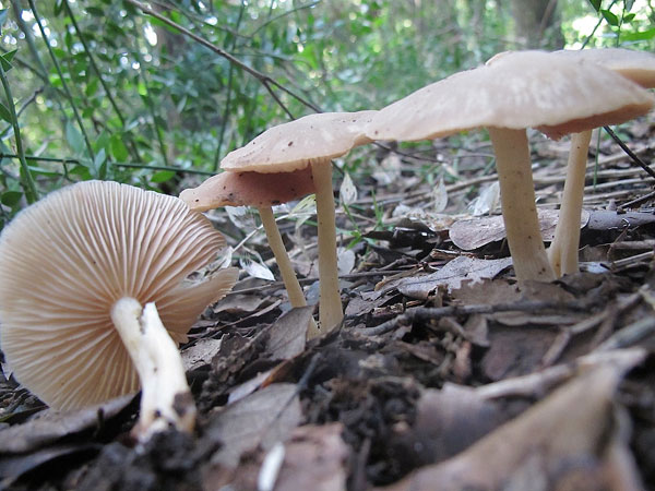 Attenti ai funghi