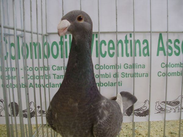 Fringuelli e fanciulli