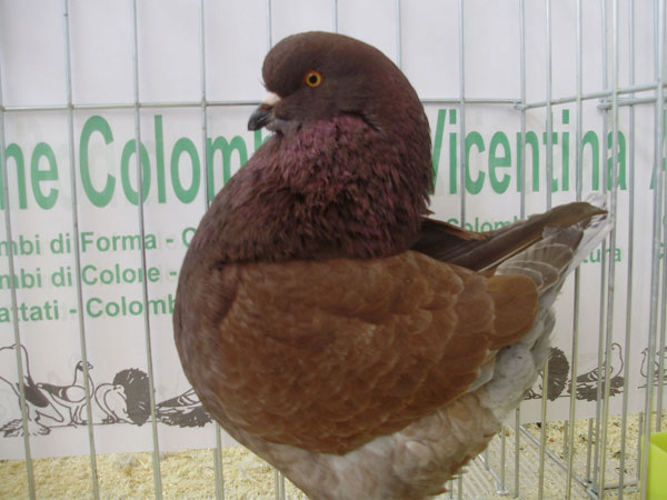 Fringuelli e fanciulli