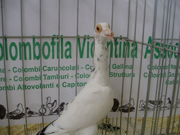 Fringuelli e fanciulli