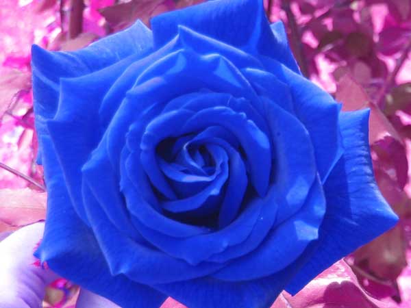 E' tempo di rose blu