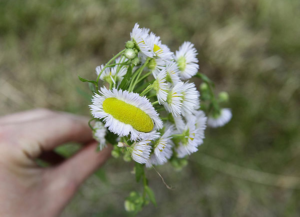 Margherita deforme in un giardino a Cassola