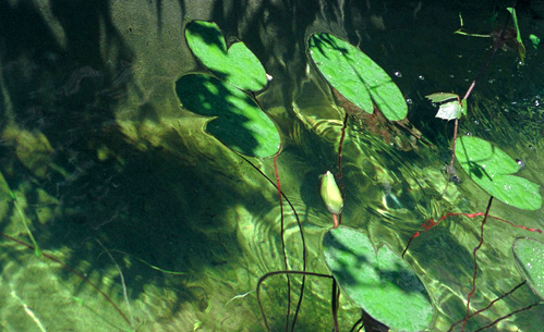 Gemma d’acqua e d’arte