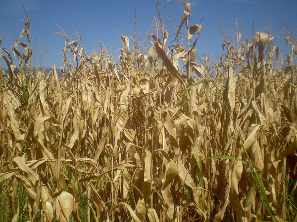 Agricoltura, “serve una Banca dell'acqua”