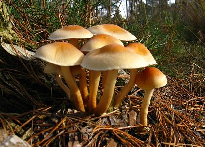 Voglia di funghi