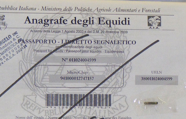 Il cavallo nascosto