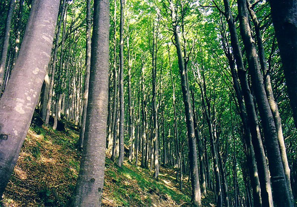 Quando il bosco è “green”