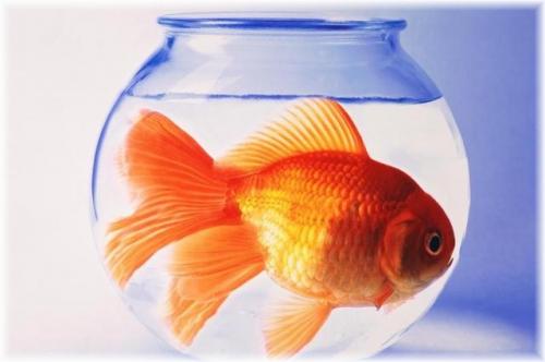Pesce a zero euro