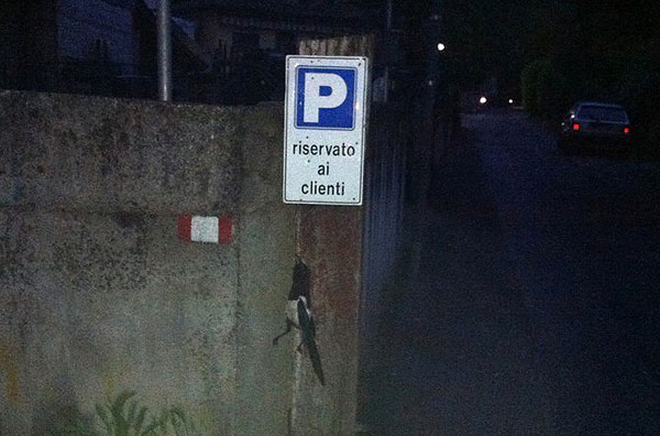 Povera gazza
