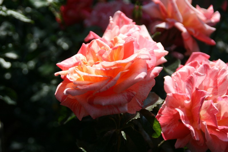 Ciò che chiamiamo rosa…