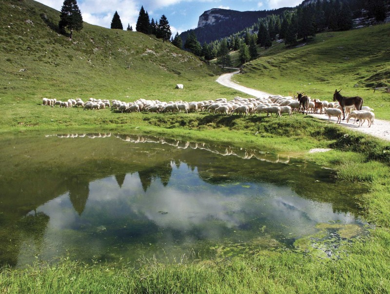 Boschi, animali e stagioni di Mario Rigoni Stern