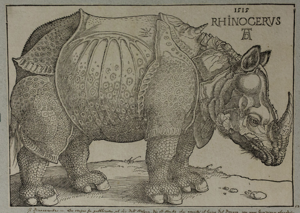 Albrecht Dürer, Il rinoceronte, xilografia. Coll.rem.LII.1402.5661 Siglata in alto a destra e datata 1515 (© Musei Civici di Bassano del Grappa)
