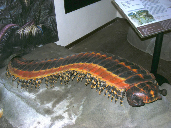 Arthropleura Armata
