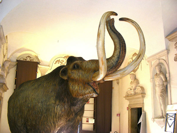 Mammut