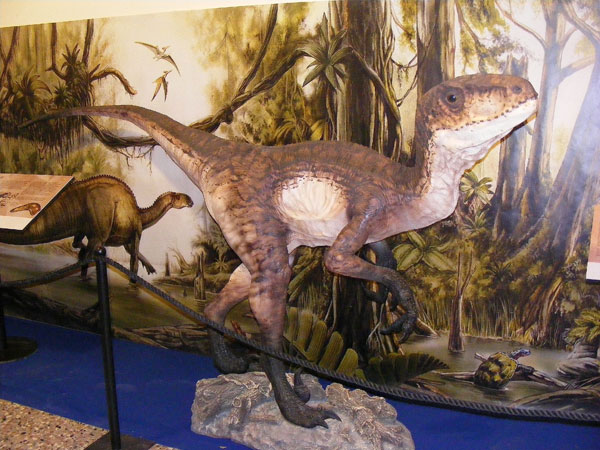 Velociraptor