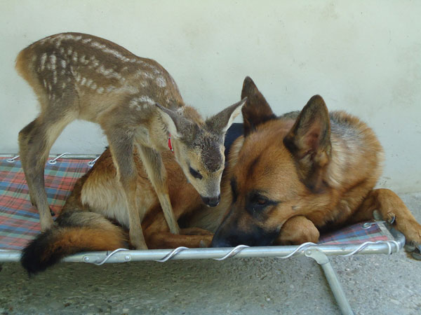 Un “Bambi” in famiglia