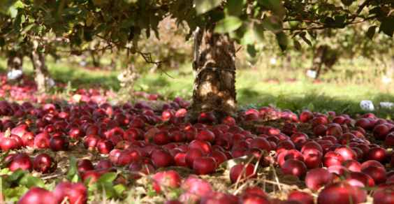 Stand by, quest'anno, per il programma "Frutta nelle scuole"