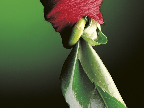 Apre “Fil rouge”