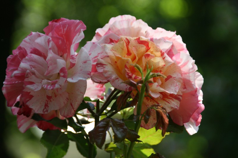 Giardini e letture