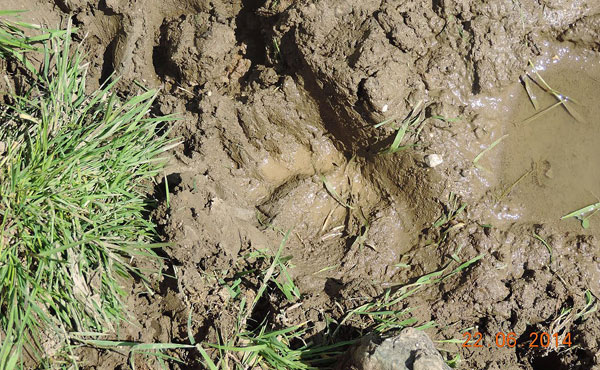 L'orso delle polemiche
