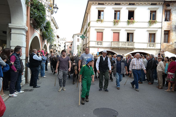 Marostica, le manze e le vacche