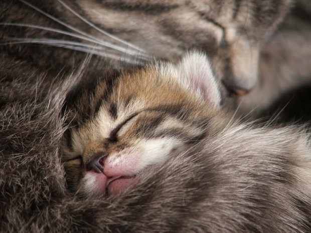 Mondo gatto!