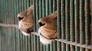 Niente animali, al circo