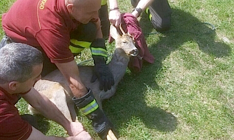 Operazione Bambi
