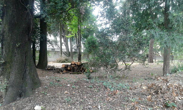 Il giardino fatato