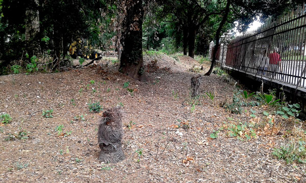 Il giardino fatato
