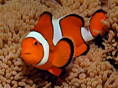 Temporary Fish